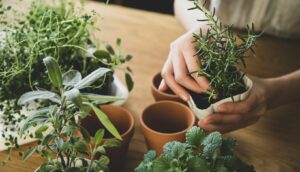 indoor gardening tips