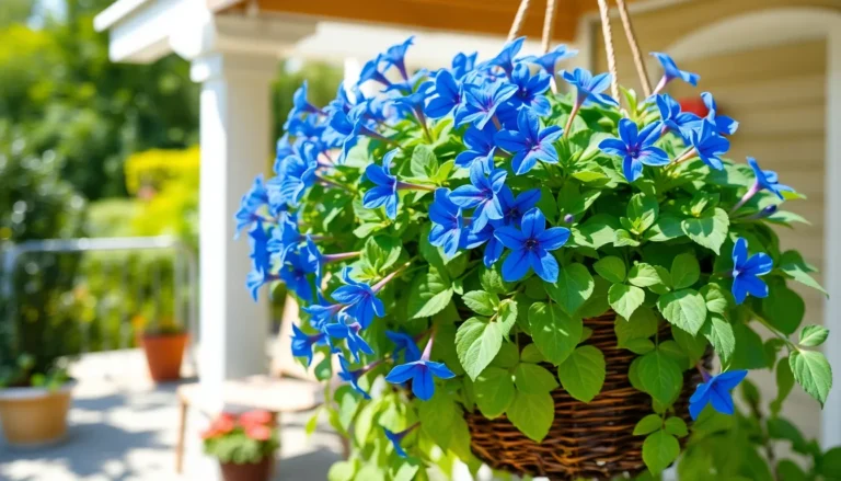 blue daze plant care