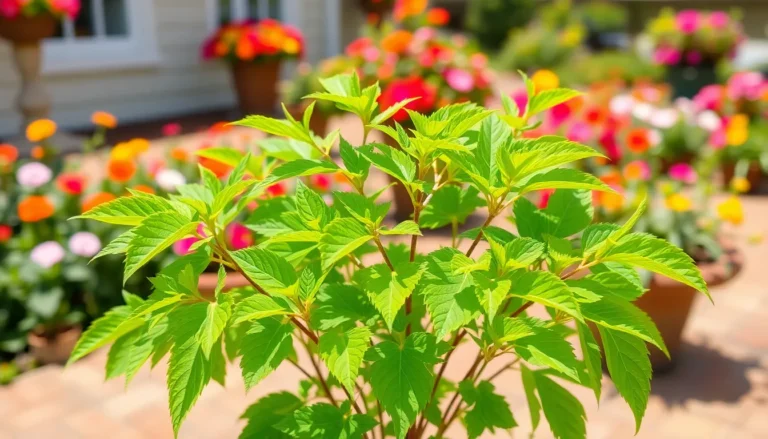 how to care for citronella plant