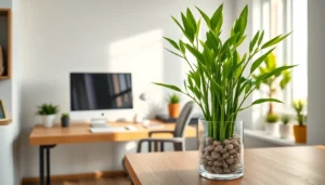 how to take care of bamboo plant indoor