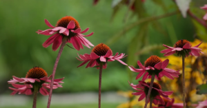Coneflower Garden Design: A Complete Guide